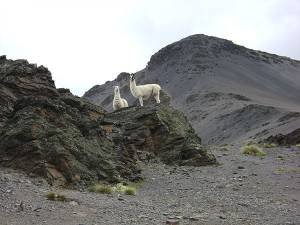 Llamitas-al-iniciar-el-ascenso-a-Paco-Thojo_Humber-Alberto