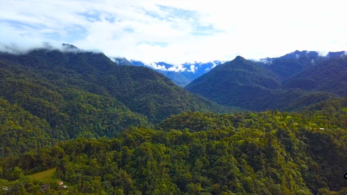 Un proyecto de restauración que une a la naturaleza y las comunidades: siembra vida en el Chocó Andino