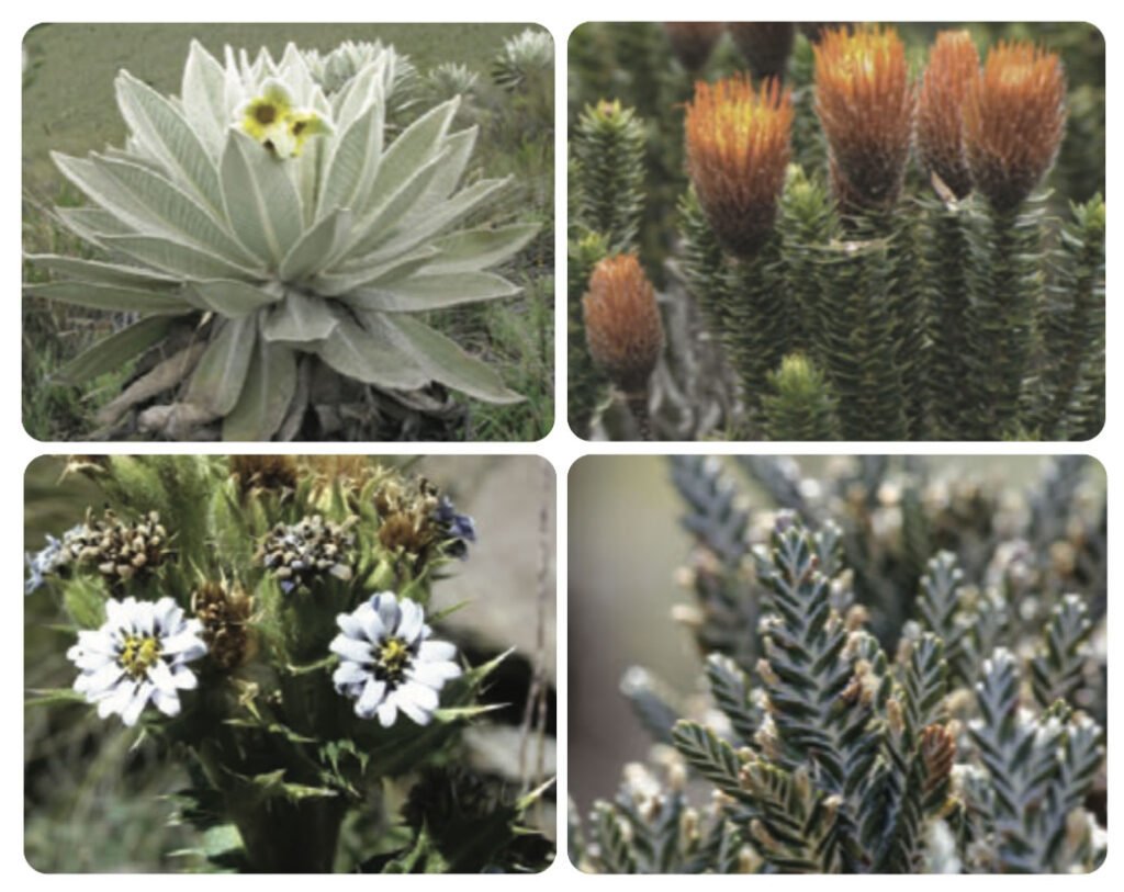 GLORIA-Andes estudia las estrategias de dispersión de las flores altoandinas