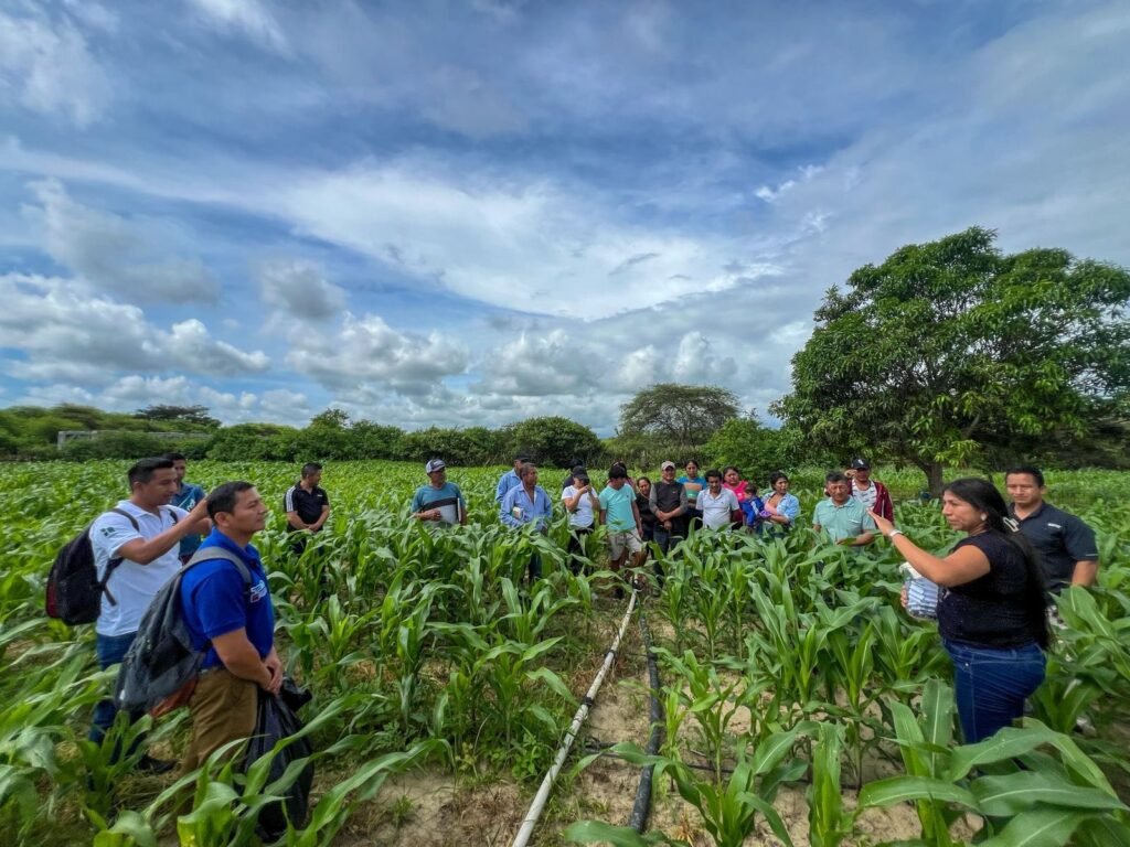 Productores de Santa Elena fortalecen capacidades en control biológico de plagas en cultivos de maíz