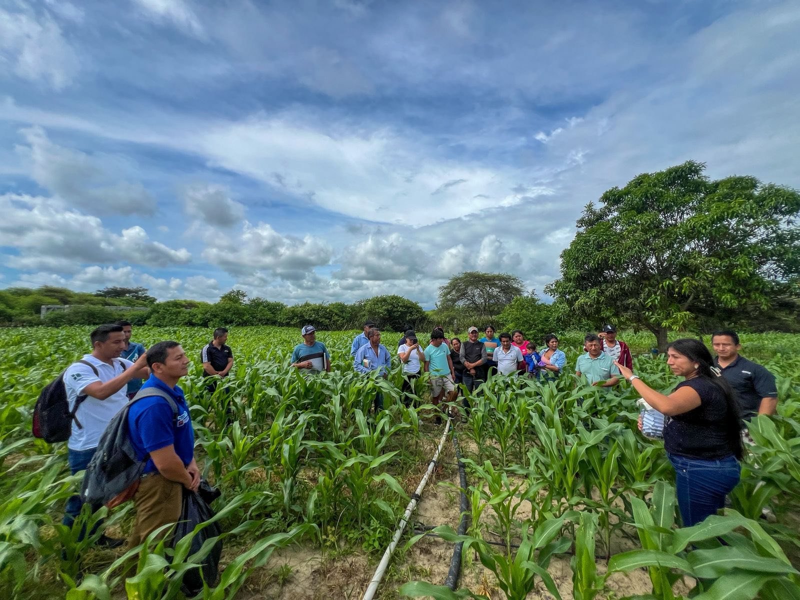 Productores de Santa Elena fortalecen capacidades en control biológico de plagas en cultivos de maíz