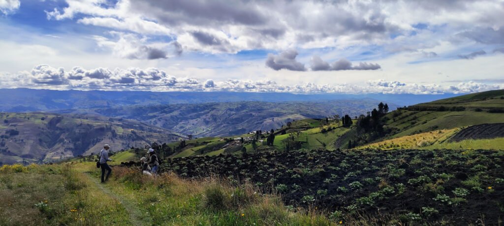 plantación de especies nativas 