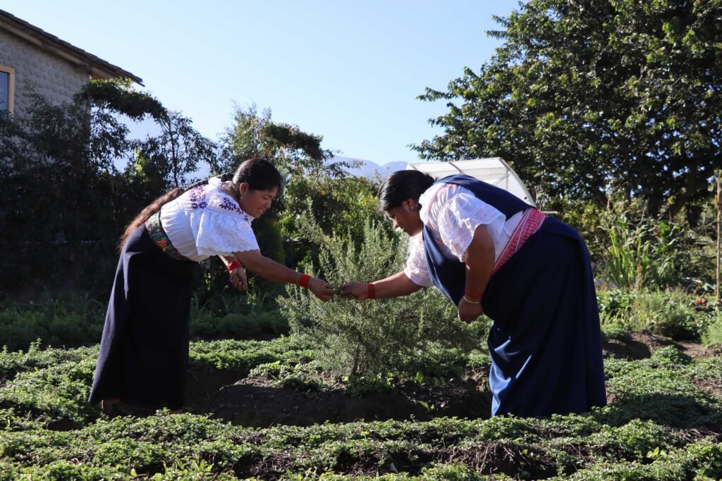 De la Chakra Andina a la taza: mujeres de Cotacachi fortalecen la producción sostenible de hierbas aromáticas