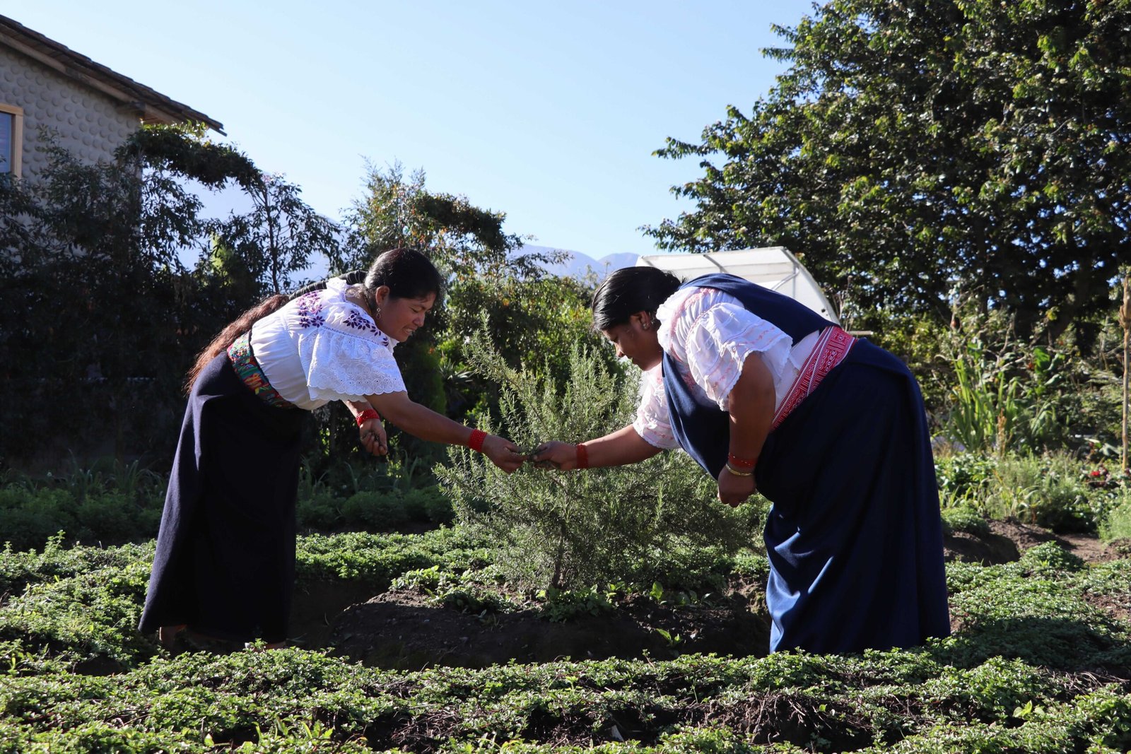 De la Chakra Andina a la taza: mujeres de Cotacachi fortalecen la producción sostenible de hierbas aromáticas